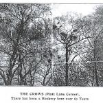 Platt Lane Rookery