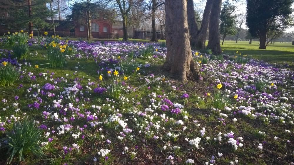 Platt Fields